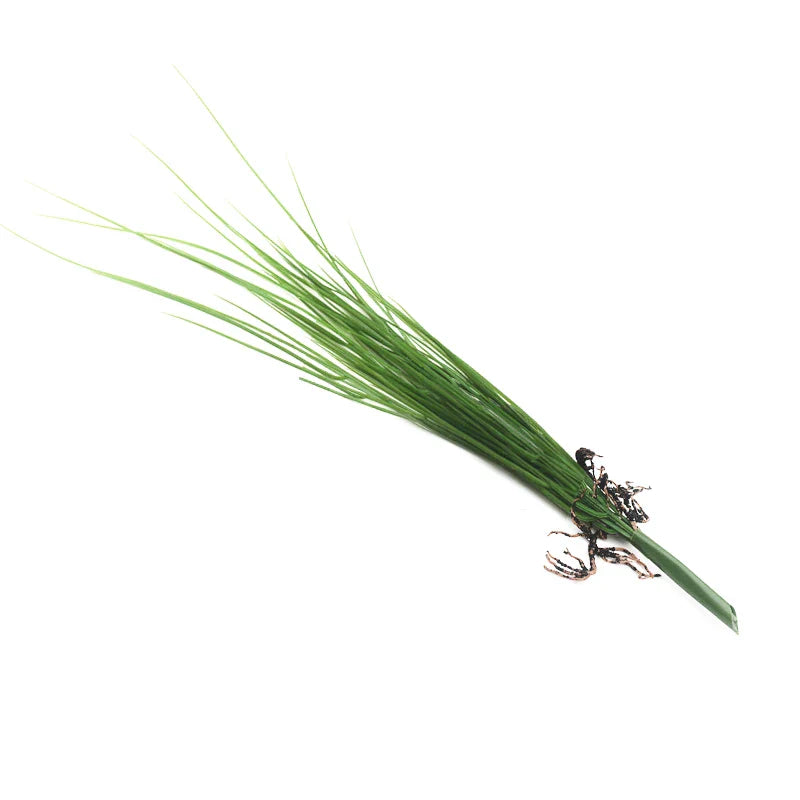 Dlight Decor Onion Grass Bunch for Natural Green Wall and Home Decor 45cm 1pc