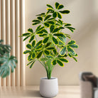 Dlight Decor Palm Plant for Natural Indoor Outdoor Charm