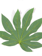 Dlight Decor 5 or 10pcs Tropical Fatsia Monstera Leaves for Table and Home Decor