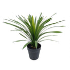 Dlight Decor Chlorophytum Grass Plant for Desktop and Indoor Styling