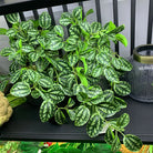 Dlight Decor Scindapsus Vine for Wall Hanging and Garden Styling