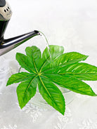Dlight Decor 5 or 10pcs Tropical Fatsia Monstera Leaves for Table and Home Decor