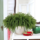 Dlight Decor Artificial Pine Branch 45 or 65cm Green Needles