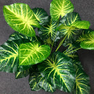 Dlight Decor White Monstera Palm for Bold Floor Styling