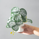 Dlight Decor 25cm Monstera Leaf Vine for Desktop and Holiday Decor