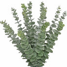Dlight Decor 42cm Eucalyptus Branches with Money Leaves Set