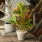 Dlight Decor 41cm Banyan Ficus Palm Branch with Codiaeum Leaves