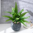 Dlight Decor Aloe Leaf Plant for Fresh Indoor Outdoor Style