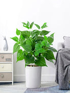 Dlight Decor 50cm Scindapsus Green Plant for Indoor Floor Display