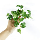 Dlight Decor 15cm Lucky Grass Foliage Bouquet for Home and Bonsai Decor