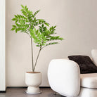 Dlight Decor Ficus Tree for Lush Indoor Outdoor Styling