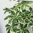 Dlight Decor 65 to 75cm Tropical Monstera Plant with Turtle Leaves