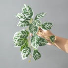 Dlight Decor 25cm Monstera Leaf Vine for Desktop and Holiday Decor B