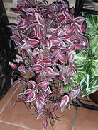 Dlight Decor 75cm Hanging Eucalyptus Vine with Scindapsus Leaves