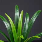 Dlight Decor Bracketplant Palm for Home and Garden Display