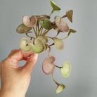 Dlight Decor 15cm Lucky Grass Foliage Bouquet for Home and Bonsai Decor Fen Tongqian