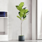 Dlight Decor Tall Ficus Tree for Indoor Outdoor Greenery