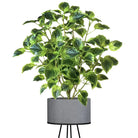 Dlight Decor Eucalyptus Tree for Tropical Indoor Floor Styling