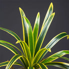 Dlight Decor Bracketplant Palm for Home and Garden Display