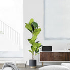 Dlight Decor Tall Ficus Tree for Indoor Outdoor Greenery