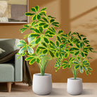 Dlight Decor Palm Plant for Natural Indoor Outdoor Charm
