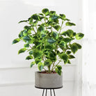 Dlight Decor Eucalyptus Tree for Tropical Indoor Floor Styling