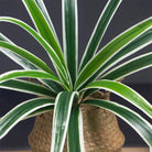 Dlight Decor Bracketplant Palm for Home and Garden Display