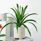 Dlight Decor Bracketplant Palm for Home and Garden Display