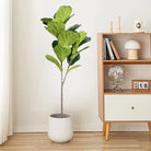Dlight Decor 113cm Tropical Ficus Tree with Rubber Style Leaves